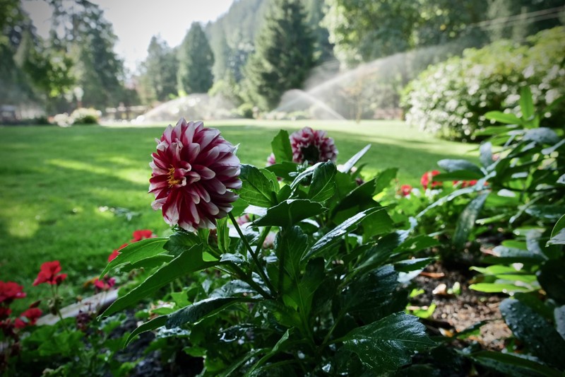 abbotsford lawn care services