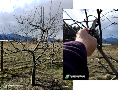 Fruit tree pruning