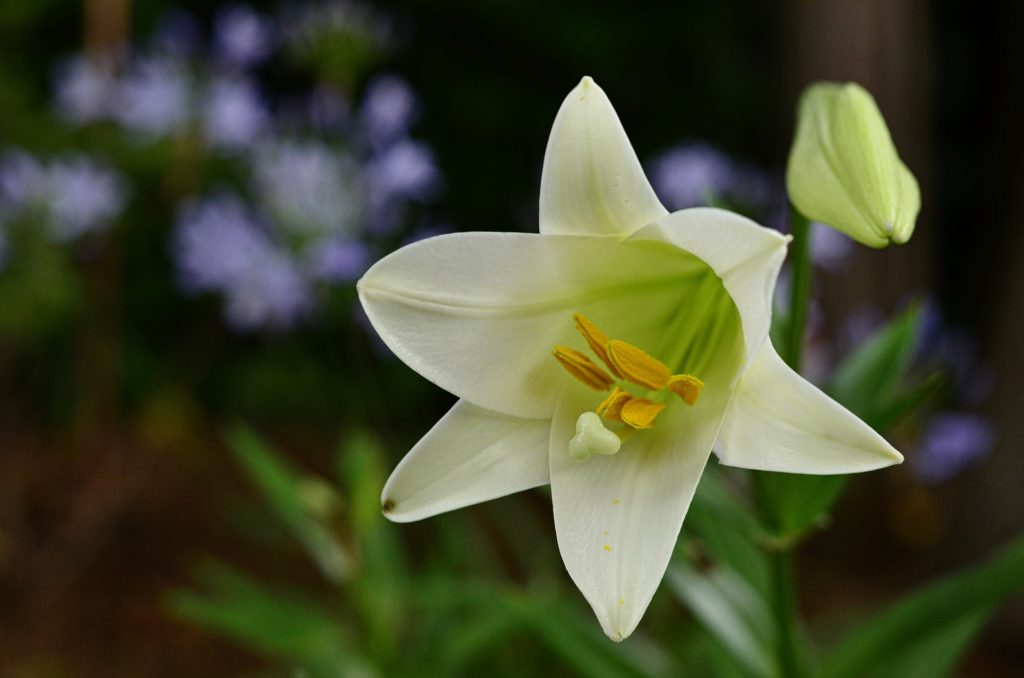 Easter Lily in the garden