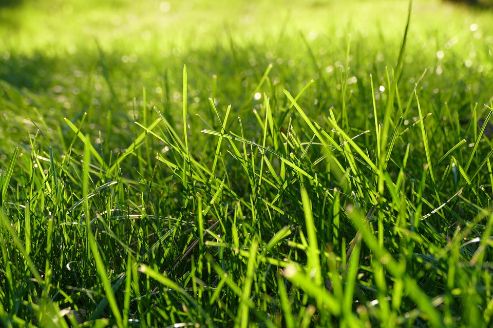 Moss control for your lawn 
