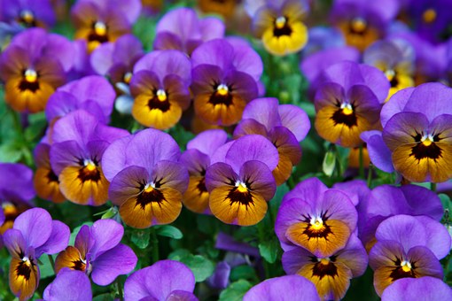 Spring pansies are great for adding colour to any garden
